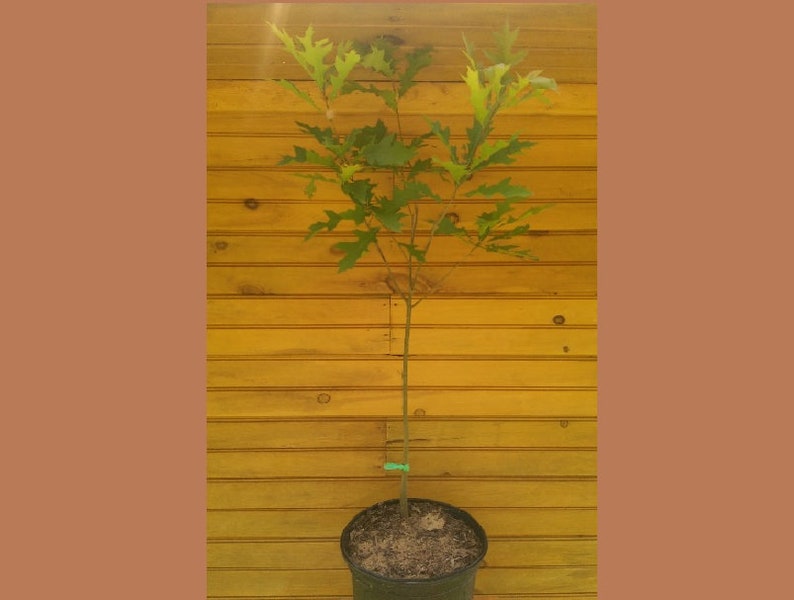 Pin Oak Tree Set of 2 - 6" to 12" Quercus palustris - Live Trees for Wildlife Habitat & Ornamental Use - Spring Grown
