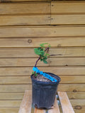 Triple Crown Blackberry Plants - 5 Live Thornless Plants - Rubus allegheniensis - Established Bare Root for Fresh Berries