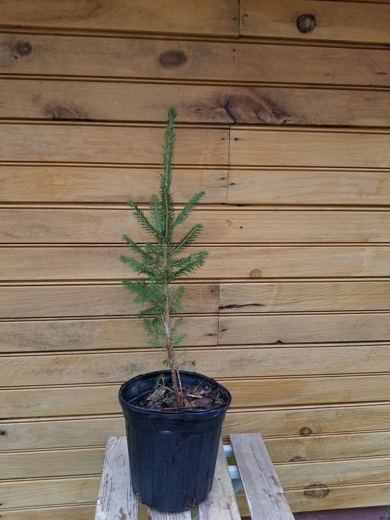 5 Norway Spruce Trees 12"-18" - Picea abies - Live Bare Root Seedlings for Wildlife Habitat and Ornamental Use