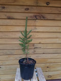 Norway Spruce Trees - 8 Pack - Picea abies - Live Evergreen Trees for Wildlife Habitat & Ornamental Use