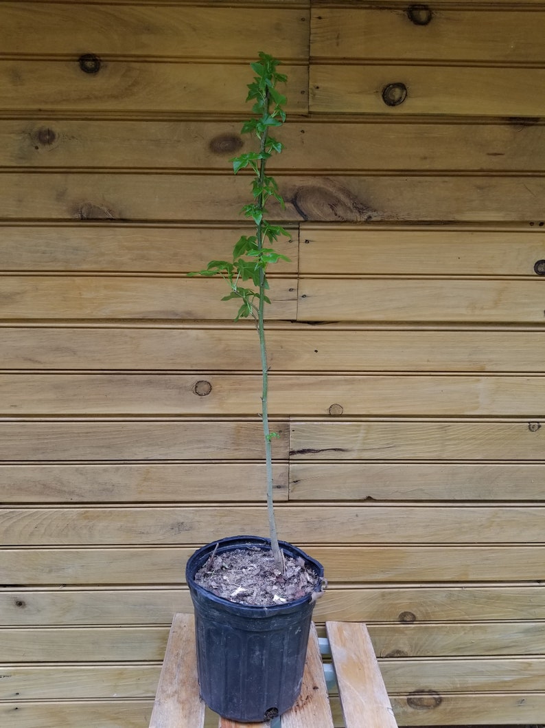 American Sweet Gum Trees - 18"-24" - Liquidambar styraciflua - 5 Live Trees - Ornamental & Wildlife Habitat