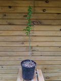 American Sweet Gum Trees - 12" - 18" Live Seedlings - Liquidambar styraciflua - Set of 2 - Ornamental & Wildlife-Friendly