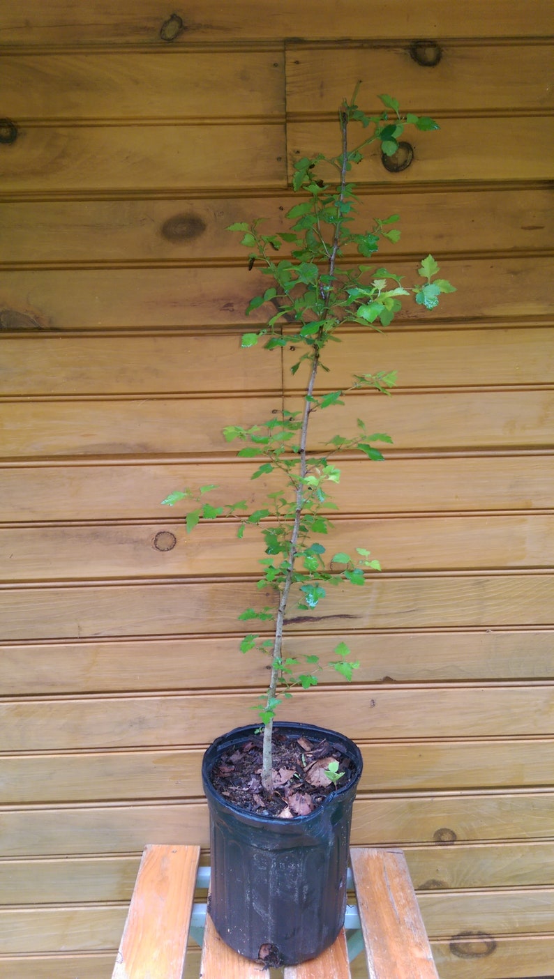 5 Live Washington Hawthorn Trees 6"-12" - Crataegus phaenopyrum - Ornamental Wildlife Habitat - Spring-Ready Seedlings
