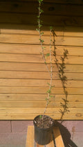 Pixwell Gooseberry Bushes - 12" - 18" - Ribes hirtellum - 2 Live Plants - Established Bare Root for Fruit and Ornamental Use