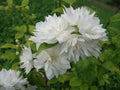 Mock Orange Plant in Gallon Pot - Minnesota Snowflake Variety - Philadelphus