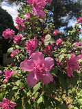 Red Rose of Sharon Plant in Gallon Pot - Hibiscus syriacus - Hardy Flowering Shrub for Zones 6-9