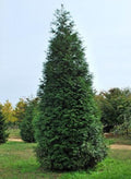 Thuja Green Giant Arborvitae Tree 1 Gallon Pot - Thuja plicata - Evergreen, Hardy, USDA Zone 5-9