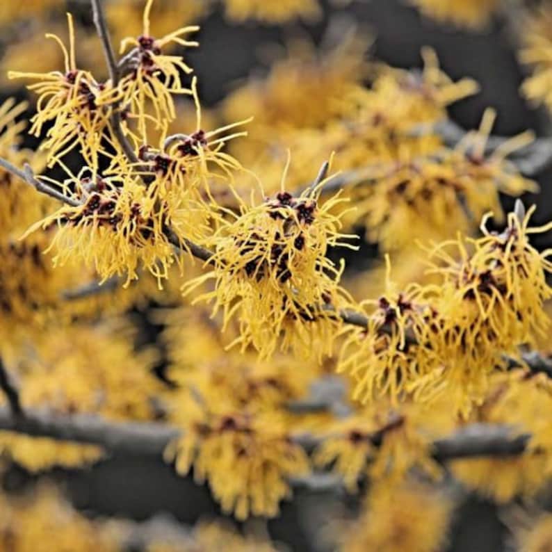 Witchhazel Plant 4" Container Hamamelis Virginiana Fragrant Fall Blooms Native Shrub Tree Zones 3-8