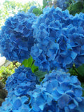 Nikko Blue Hydrangea 2.5” Pot - Hydrangea macrophylla - USDA Zone 6-9 - Bareroot Shipping Available Mid October to May