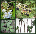 Blackberry Cane Cuttings - 5 Organic Thorned Cuttings for Propagation - Rubus - Perfect for Permaculture Food Forest