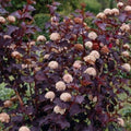 Crimson Diablo Ninebark Shrub - 1 Gallon Pot - Physocarpus opulifolius - Deciduous Ornamental Plant for Zones 2-8