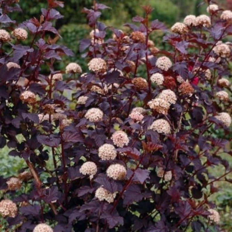 Crimson Diablo Ninebark Shrub - 1 Gallon Pot - Physocarpus opulifolius - Deciduous Ornamental Plant for Zones 2-8