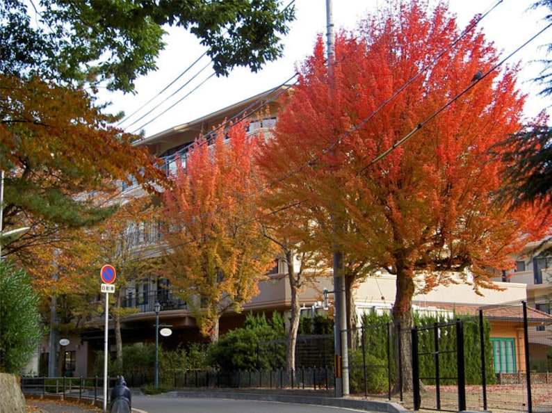Trident Maple Tree 4" Container Acer Buergerianum - Colorful Fall Foliage, Shade Tree for Zones 5-8