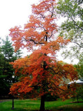 Native Sassafras Plant 1-2 Ft Sassafras albidum - Aromatic Deciduous Tree for USDA Zones 4-9