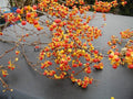 American Bittersweet Vine Set of 10 Unsexed Plants Celastrus Scandens Climbing Ornamental Vine for Crafting & Wildlife