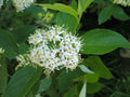 Silky Dogwood Plants - 2 Pack - Cornus Amomum - 4" Container - Native Shrubs for Moist Sites - Creamy White Flowers