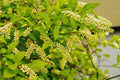 Henry's Garnet Itea Virginica Shrubs - 2 Rooted Plants in 4" Containers - Virginia Sweetspire for Gardens & Hedges