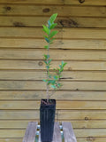 Witch Hazel Trees - 12" - 18" Live Hamamelis virginiana - 2 Bare Root Seedlings for Ornamental Gardens and Wildlife Habitat