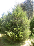 Murray Leyland Cypress - 3" Container - Fast Growing Evergreen Shrub - Cupressocyparis leylandii