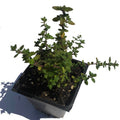 Organic English Thyme Plant in 2.5-Inch Pot | Thymus vulgaris | Pesticide-Free, Naturally Grown by Smoke Camp Crafts
