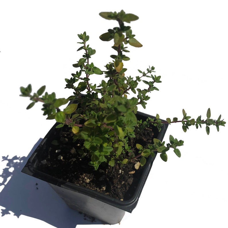 Organic English Thyme Plant in 2.5-Inch Pot | Thymus vulgaris | Pesticide-Free, Naturally Grown by Smoke Camp Crafts