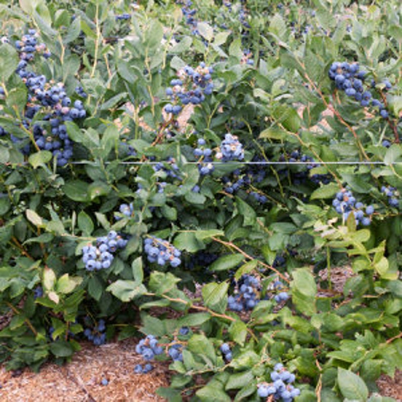 Tiff Blue Blueberry Bush - 24-36 Inch Drought Resistant Blueberry Plant - Vaccinium corymbosum - Zone 7-9 Full Sun