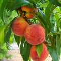 Flordacrest Peach Tree - 24-36 Inches - Medium-Sized Red Fruit - Prunus persica - Ideal for Warmer Climates, Zones 8-9