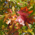 Northern Red Oak Tree 2-3' Quercus rubra Fast Growing Bristle-tipped Leaves Red Fall Foliage Ideal for Streets