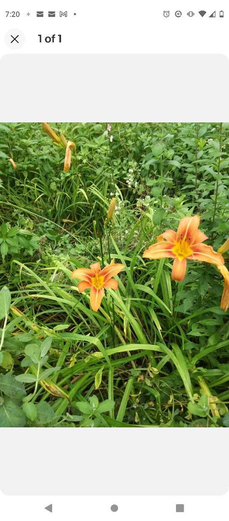 Day Lily Bare Roots (100) Orange & Jumbo Lilac Plants (2) Purple - Hemerocallis spp. & Syringa vulgaris