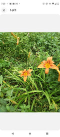 Day Lily Bare Roots (25) Orange - Hemerocallis Species - Easy to Plant Bulbs for Vibrant Summer Blooms
