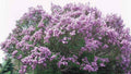 Bare Root Lilac Bushes - 25 Fragrant Purple & White Perennials - Syringa vulgaris - Ideal for Hot Weather