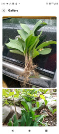 Lily of the Valley Bare Root Plants (50+); Fragrant Perennial Flowers - Convallaria majalis