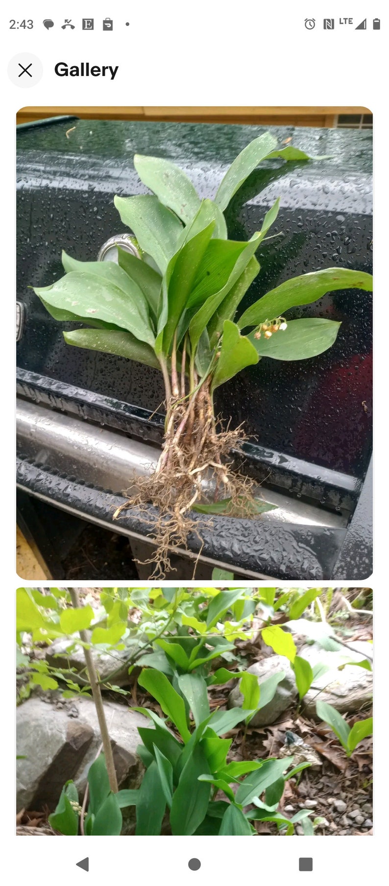 Lily of the Valley Bare Root Plants (20+) - Fragrant White Flowering Perennials - Convallaria majalis