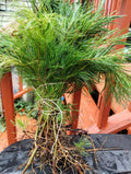 200 Bare Root White Pine Seedlings - Pinus strobus - Fast-Growing Evergreen for Reforestation and Landscaping
