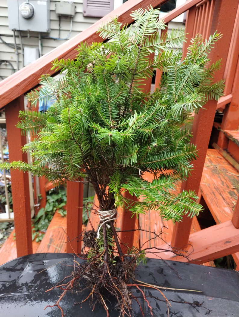 Balsam Fir Bare Root Seedlings (12) + White Pine (10) + Red Spruce (6) + Conifer Trees for Planting - Perfect for Christmas Decor