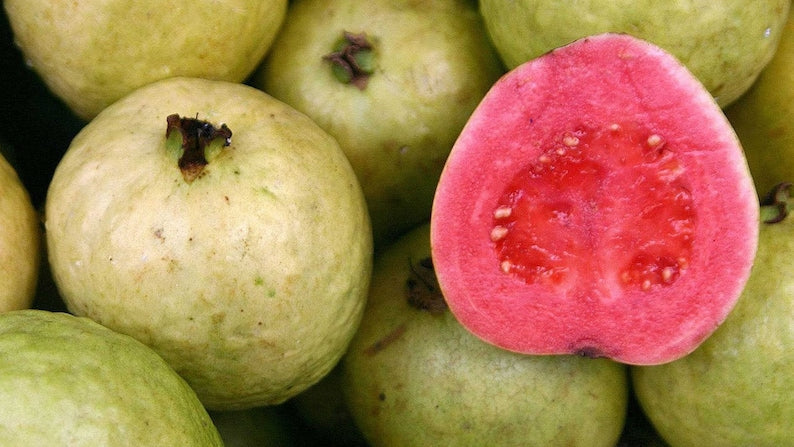 Guava Plant in 6" Pot, Jambu Batu, Pink Guava Tree, Psidium guajava, Tropical Fruit Plant for Home Garden