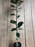 Grafted Shiranui Dekopon Mandarin Orange Tree - Half Gallon Pot, Sweet Citrus, Citrus reticulata, Florida Shipping Only