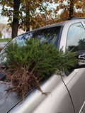 Red Spruce Tree Seedlings - 12+ Bare Root Saplings - Picea rubens - Fresh from Maine, with Planting Instructions