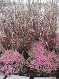 French Pussy Willow Plant 2.5” Pot Salix caprea Silvery Catkins USDA Zone 5-9
