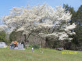 White Dogwood Tree 4" Container Cornus Florida - Beautiful White Flowers - Ideal for Zones 5-9