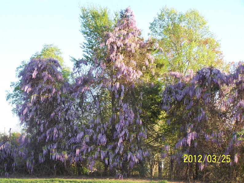 Wisteria Trees - 4" Container - Blue-Violet Flowers - Wisteria Sinensis - Hardy Climbing Vine - Zones 3-8 - 6-8" Tall
