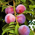 Plum Tree 4 ft Tall - Purple Varietal - Prunus domestica - Ideal for Grafting, Plant in Shade, Care Instructions Included