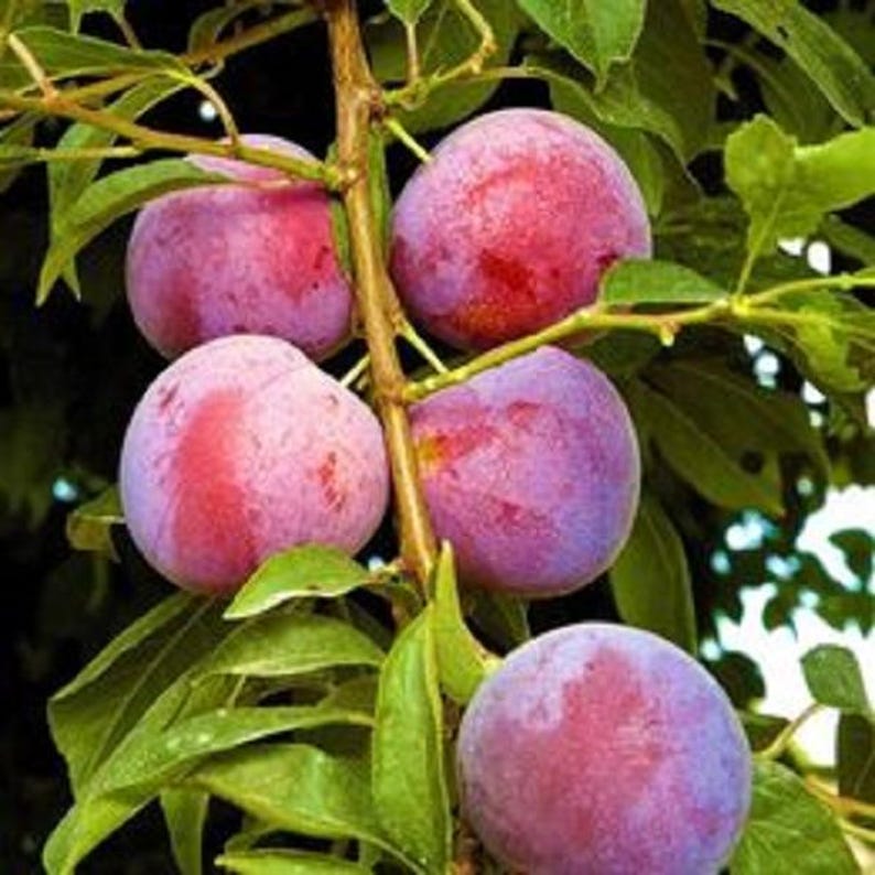 Plum Tree 4 ft Tall - Purple Varietal - Prunus domestica - Ideal for Grafting, Plant in Shade, Care Instructions Included