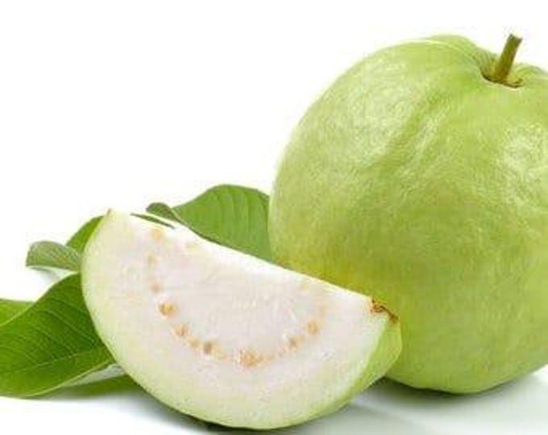 Thai Guava Plant - 6" Pot - Psidium guajava - 1 to 2 Feet Tall - Tropical Fruit Tree for Home Garden