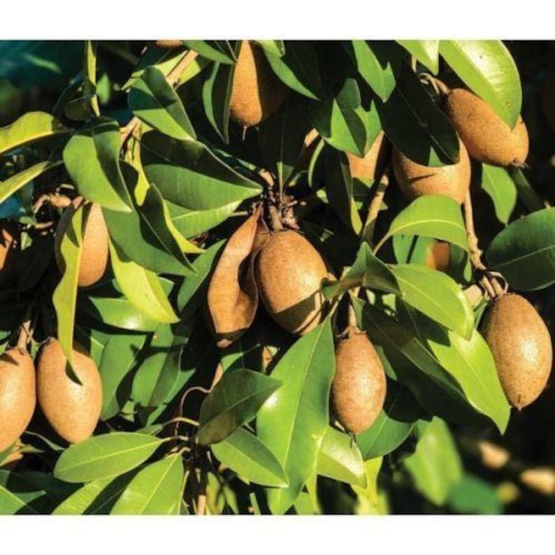 Sapodilla Plant - 3 Gal Pot - Alano Variety - Manilkara zapota Hybrid - 2 to 3 Feet Tall - Sweet Delicious Fruit