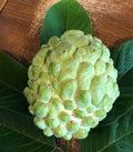 Priestly Atemoya Fruit Tree - 3 Gallon Pot - Live Plant with Good Root - Annona reticulata
