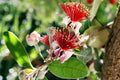 Pineapple Guava Plant 1 ft Tall Feijoa Sellowiana in 6" Pot - Edible Fruit Tree for Garden or Patio