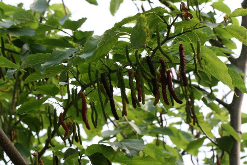Pakistan Mulberry Tree - 3 Gal Pot - Black Mulberries - Morus nigra - Fruit Plant for Garden
