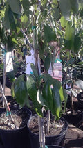 Mauritius Lychee Tree - Airlayered Live Plant - 2 Feet Tall - Fresh From Our Garden