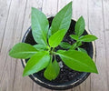 Gynura Procumbens Plant - Longevity Spinach - 3" Pot - Edible Green Herb for Health